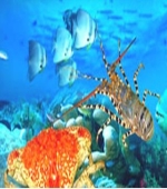 [  ] 魚類的活體運輸